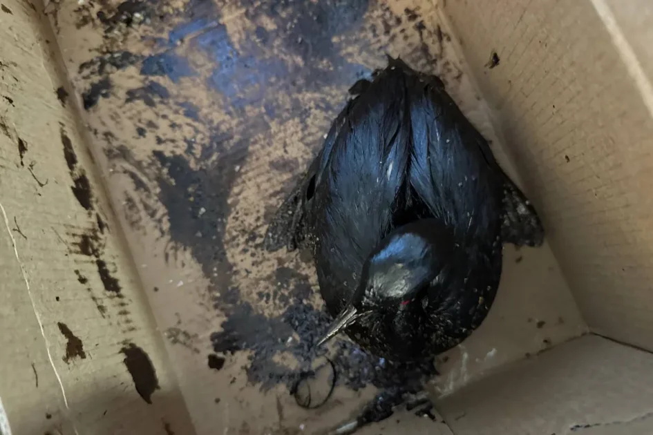 Сотни мертвых и измазанных в нефтепродуктах птиц нашли в Анапе