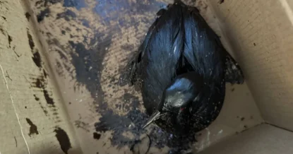 Сотни мертвых и измазанных в нефтепродуктах птиц нашли в Анапе