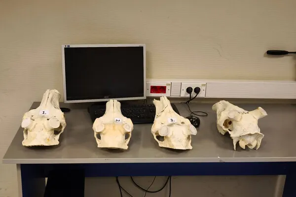 Во Внуково задержали иностранца с рогами