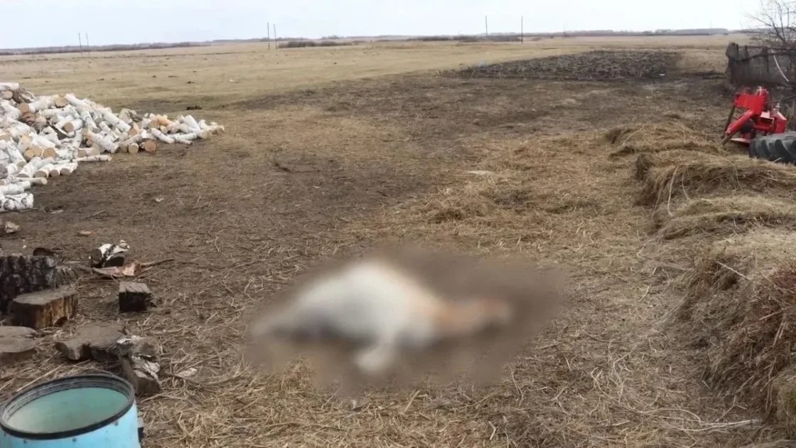 Мужчина в Омской области убил двух коз и семерых козлят из-за жены