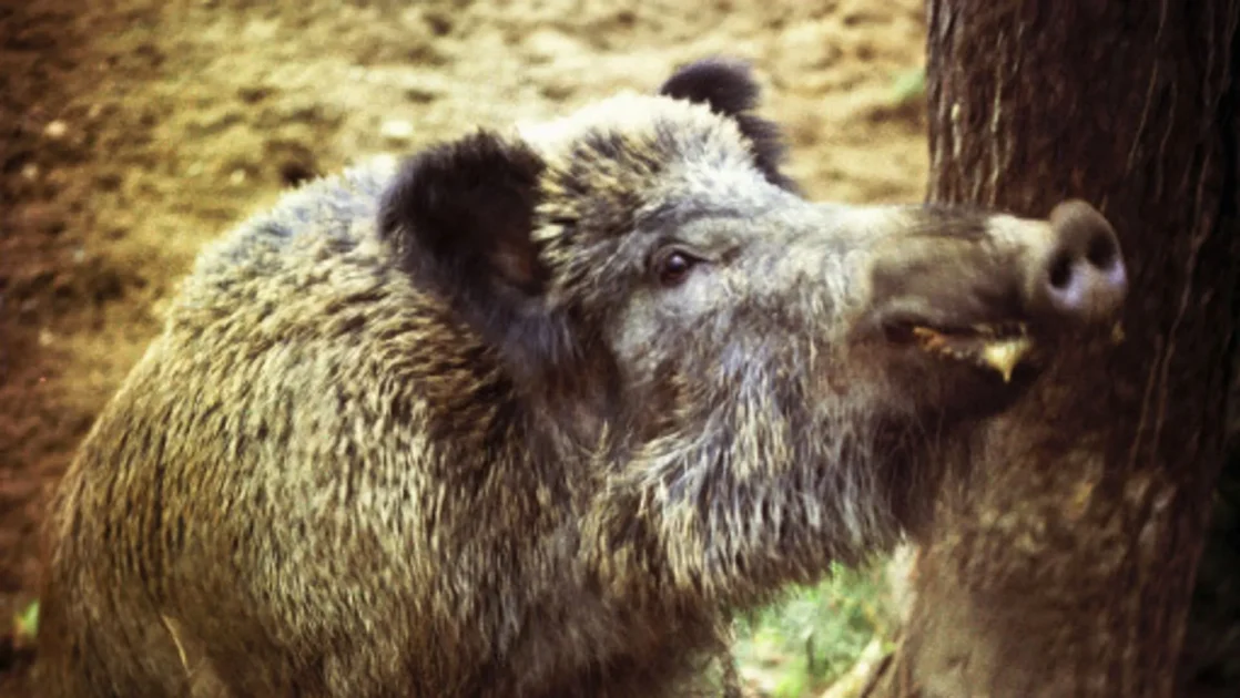 В лесах Германии выявили «чернобыльских» радиоактивных кабанов