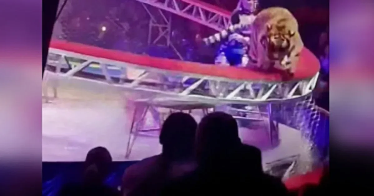 Тигр выпрыгнул с арены и побежал к зрителям в цирке в Ростове-на-Дону