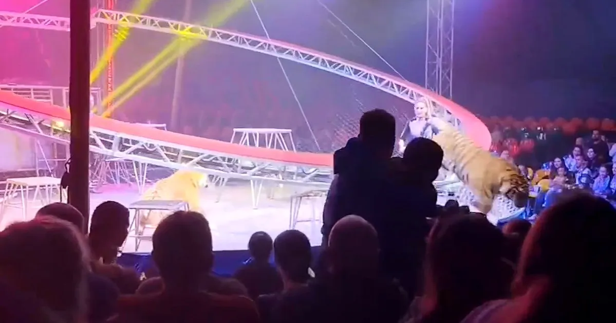 Директор цирка объяснил происшествие с тигром, выпрыгнувшим к зрителям