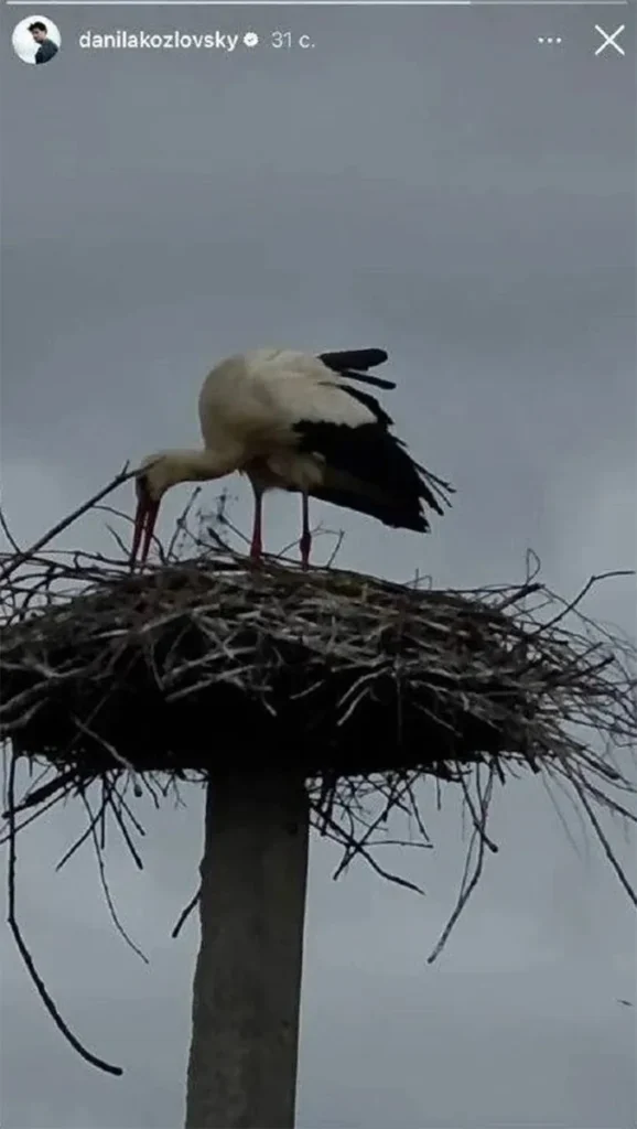 Данила Козловский намекнул на скорое пополнение в семье