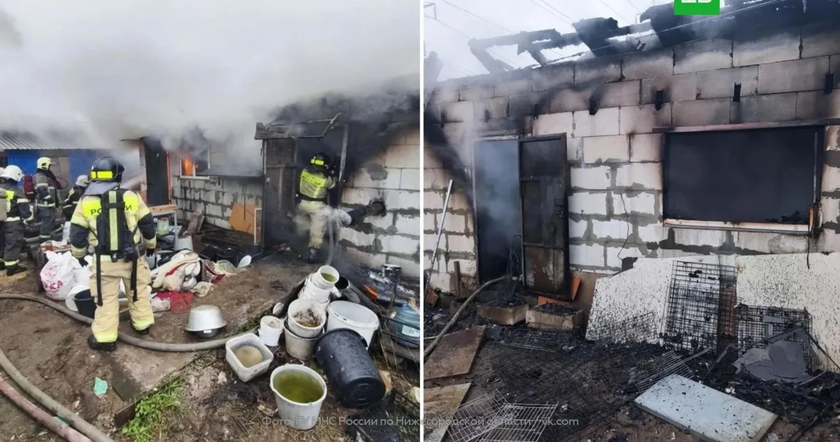 Около 200 чихуахуа заживо сгорели в Нижнем Новгороде