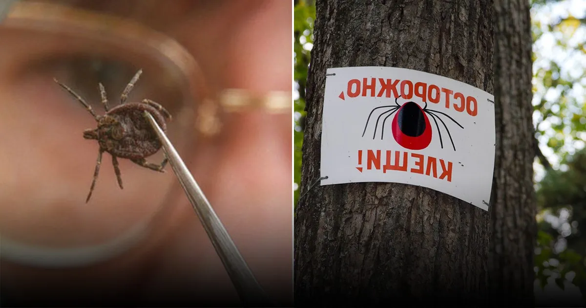 Эксперт объяснил, почему осенью клещи опаснее, чем весной