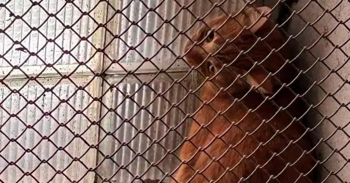 В Москве спасли рыжего кота, который 4 дня провел в лифтовой шахте